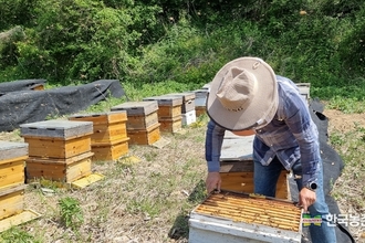 '꿀벌산업' 정부 집중육성 나선다