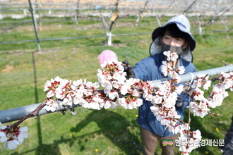 개화기 꽃샘추위 인공수분 중요...‘플럼코트’는 살구 꽃가루로