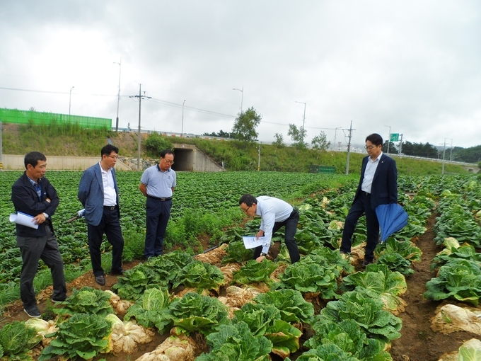 지속적인 폭염으로 무름병 피해를 입은 고랭지 배추밭을 살펴보는 이병호 aT 사장. 나남길 kenews.co.kr