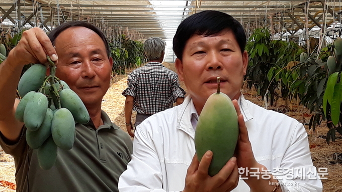 현장에서 만나 마정모 함안농업기술센터 소장도 “애플망고 시설 재배 시 망고를 수확한 이후부터 이듬 해 1월말 까지 최저온도 5℃로 관리하다가 2월 상순부터 6월 중순까지 22~23℃(생육적온)로 관리하면 12월 상순부터 생육적온으로 관리 한 것에 비해 연료비 25% 절감과 수량이 47%정도 증수되어 연간 10a당 6백만 원의 소득 증대를 꾀할 수 있다.”고 말했다. 나남길 kenews.co.kr
