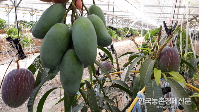 애플망고는 12월말에서 1월 사이에 꽃이 만개해 4개월 후 5~6월경 약 한달 동안 90%의 수확이 집중적으로 이뤄진다. 망을 씌워서 과일이 스스로 떨어지면 수확하는 방식의 완숙 망고이기에 당도가 무려 19~23Brix이다. 나남길 kenews.co.kr