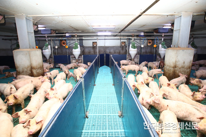 암퇘지와 수퇘지를 따로 기르면 사료비는 줄고 육질은 좋아지는 것으로 나타났다. 농촌진흥청(청장 라승용)과 서울대학교의 공동 연구 결과, 고기용 돼지를 암컷과 수컷으로 나눠 기르면 함께 기를 때보다 총 사료비는 3.4% 적게 들고, 1등급 이상 판정은 25%p 높은 것으로 나타났다. kenews.co.kr