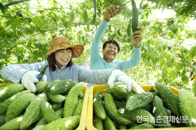 무더위가 계속되고 있는 8일 전라북도 정읍시 정우면 아름드림 팜 여주 농장에서 농장주 부부가 구슬땀을 흘리며 여주 수확을 하고 있다.<사진=농촌진흥청> 박시경 kenews.co.kr<br>
