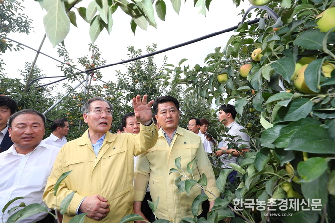 정부는 개화기 이상저온과 최근 폭염 지속 등에 따른 저품위 과실에 대하여는 농협 특판행사 등과 연계한 유통지원을 추진하면서, 가공용으로 활용하기 위한 수매를 실시한다.또, 폭염에 의한 일소피해 과실은 조기 제거 및 폐기토록 하고 피해농가의 영농지원을 위해 신규로 재해복구비(175만원/ha)를 지원키로 하였다. 이개호 장관이 폭염피해 현장을 두러보고 있다. kenews.co.kr