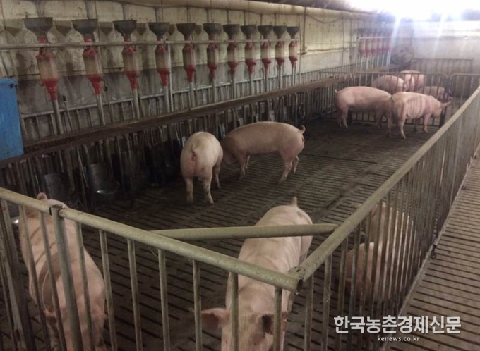 행복한 돼지 이미지