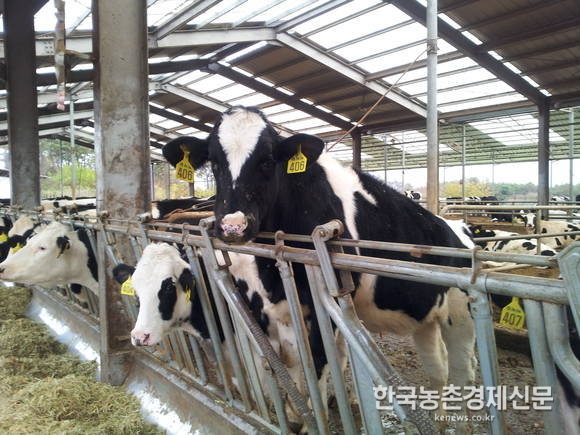농협 젖소개량사업소(소장 문명호)는 2018년 9월말 북미 최고 성적의 씨수소 4마리를 검수·도입 완료하였다고 밝혔다. 사진은 국내 한 목장의 모습이다. 나남길 kenews.co.kr