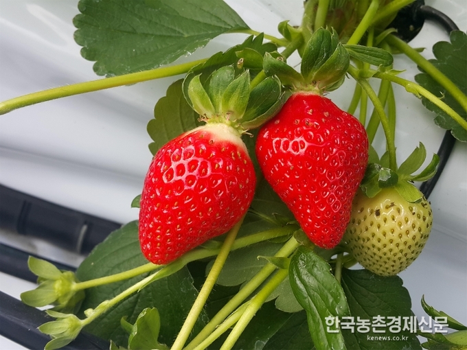 농촌진흥청(청장 라승용)은 가을에 맛볼 수 있는 크고 달며 맛도 좋은 가을 출하용 딸기 ‘고슬’을 국내 최초로 개발해 보급 신청을 받는다.‘고슬’은 ‘가을’의 제주도 방언으로, 높은 온도에서도 꽃대가 잘 생기는 여름딸기의 장점과 당도와 맛, 크기 등 고품질 과일 생산에 유리한 겨울딸기의 장점을 모두 갖췄다. kenews.co.kr