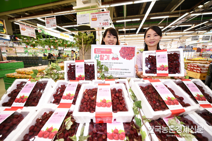 농식품 전문매장 농협 하나로마트 농협유통(대표이사 이수현)은 12일까지 싱싱한 산딸기를 할인 판매한다. ‘라즈베리’라고도 불리는 산딸기는 블루베리와 같은 안토시아닌 성분이 풍부해 눈 건강에 좋으며, 비타민 C가 풍부해 피부미용과 피로회복에 탁월하다. 10일 서초구 농협 하나로마트 양재점에서 모델들이 산딸기를 선보이고 있다. <사진제공= 농협유통> kenews.co.kr