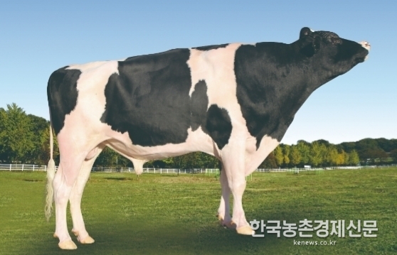농협 젖소개량사업소가 보증 씨수소로 선발해 초핵군으로 관리하고 있는 늘목목장 H-540이다.<사진= 젖소개량사업소> kenews.co.kr