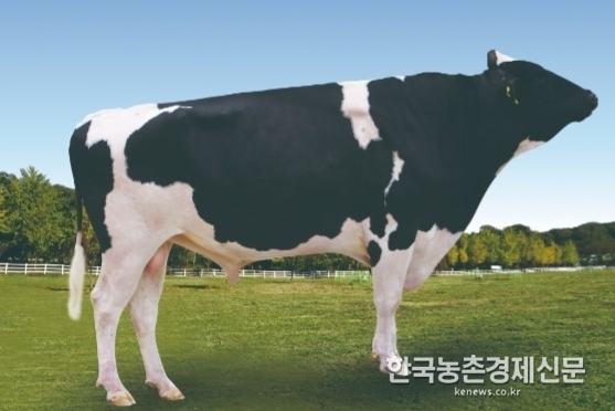 농협 젖소개량사업소가 보증 씨수소로 선발해 초핵군으로 관리하고 있는 늘목목장 H-556이다.<사진= 젖소개량사업소> kenews.co.kr
