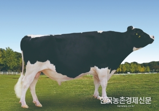 농협 젖소개량사업소(소장 정은수)가 보증 씨수소로 선발해 초핵군으로 관리하고 있는 늘목목장 H-570 이다.<사진= 젖소개량사업소> kenews.co.kr