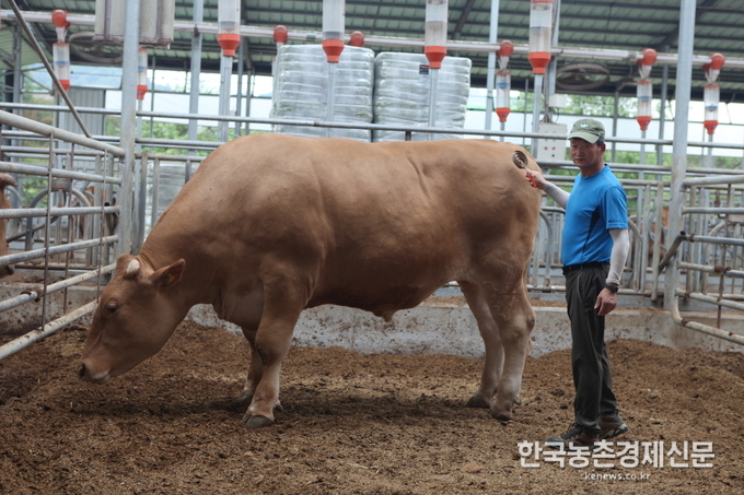 1.2톤이 훌쩍 넘어선 한우가 나왔다. kenews.co.kr