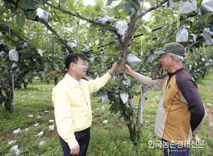 태풍 링링피해 접수가 늘어나고 있는 가운데, 김경규 농촌진흥청장이 낙과피해를 입은 배농장을 찾아 농업인들의 피해상황을 확인하며 피해농가들 복구대책마련에 나섰다. 기동취재팀 kenews.co.kr