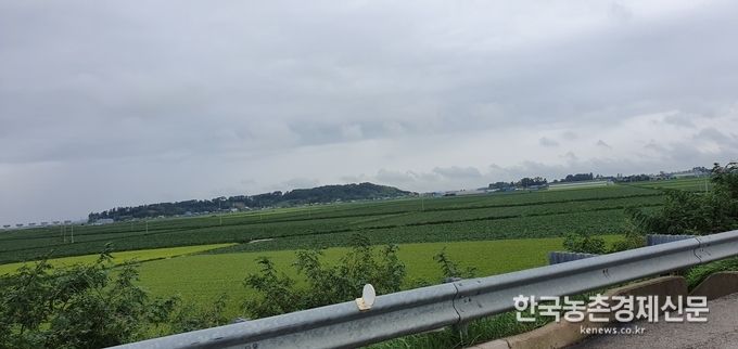 쌀 수급조절 정책으로 올해 논콩재배가 크게 늘었다. 사진은 김제평야의 논콩재배로 벼보다 논콩재배지가 더 많아 보일정도이다. kenews.co.kr동