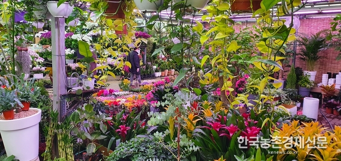 코로나19 여파로 국내외 경기가 꽁꽁 얼어붙었다. 사진은 양재동 화훼공판장 꽃시장 모습이다. 김영철 kenews.co.kr
