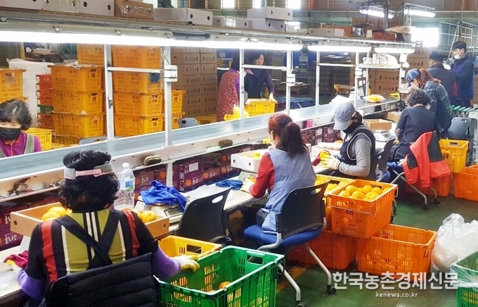 aT는 지난해 5월부터 9개 품목에 대해 시범적으로 온라인경매를 실시한 결과, 약 685톤의 경매실적을 기록했으며, 올해 들어서는 양파와 깐마늘 등을 대상으로 온라인경매를 실시한 결과 4월 13일 현재 224톤의 농산물이 경매되었다. 나남길 kenews.co.kr