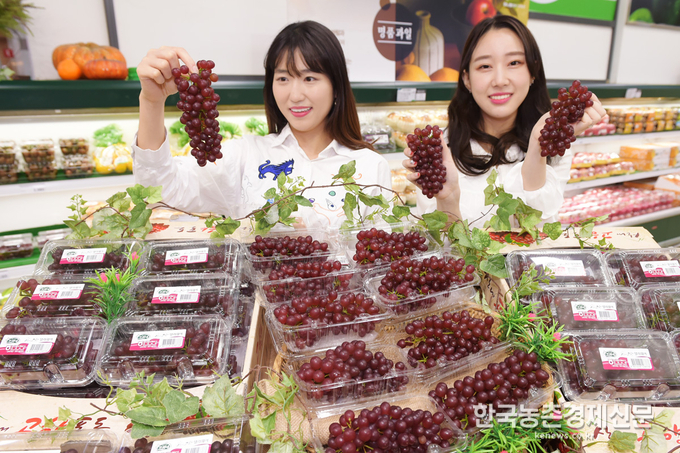 농식품 전문매장 농협 하나로마트를 운영하고 있는 농협유통은 올해 처음 나온 국내산 ‘델라웨어’ 포도를 판매한다. 이번에 판매되는 포도는 ‘델라웨어’ 품종으로 하우스 재배를 통해 연중 출하시기가 가장 빠르며, 일반 포도와 달리 씨가 없고 알 크기가 작아 먹기 편한 것이 특징이다. 특히, ‘델라웨어’의 당도는 평균 17~18브릭스로 일반 포도의 평균 당도인 14브릭스 보다 높아 단 맛이 일품이다. <사진제공= 농협유통 kenews.co.kr>