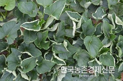 농촌진흥청 바이오에너지작물연구소 노재환 소장은 “고구마 바이러스 무병묘를 3년 이상 계속 사용하면 바이러스 감염률이 일반 묘와 비슷해지기 때문에 피해를 예방하기 위해서는 씨 고구마를 3년마다 바꿔 쓰는 것이 좋다.”라고 말했다. 나아름 kenews.co.kr