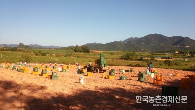 농촌진흥청(청장 김경규)은 최근 5년 동안의 연구 결과, 고구마 바이러스 무병묘가 복합감염 되었을 때 수량이 줄어드는 정도와 바이러스 종류별 감염률을 밝혀냈다. 사진은 고구마 수확 장면. 나아름 kenews.co.kr