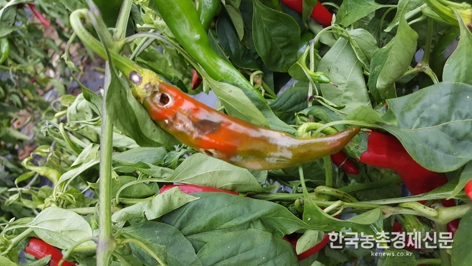 농촌진흥청(청장 김경규)은 고추 수확량을 안정적으로 확보하기 위해서는 아주심기(정식) 시작하는 4월 말부터 밤나방류 발생에 주의해야 한다고 강조했다. 박시경 kenews.co.kr