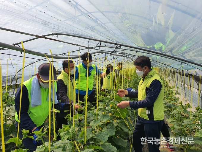 농협하나로유통 김병수 대표이사는 “코로나19 장기화로 농업인이 어려운 시기를 보내고 있다”면서, “앞으로도 일손부족으로 힘든 농촌을 지속적으로 방문하여 농업인의 어려움을 함께 해결해 나가도록 최선을 다하겠다”고 전했다. 나아름 kenews.co.kr