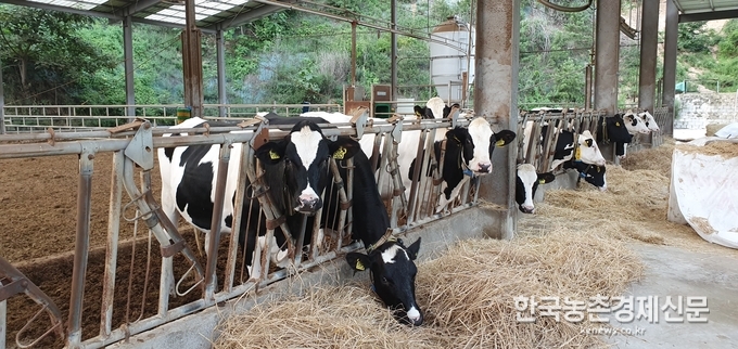 서울우유협동조합 1등급우유를 생산하는 조합원 낙농가 목장의 모습이다. 나남길 kenews.co.kr