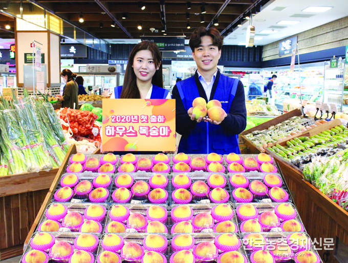 벌써 첫 출하된 햇복숭아 맛보세요! kenews.co.kr