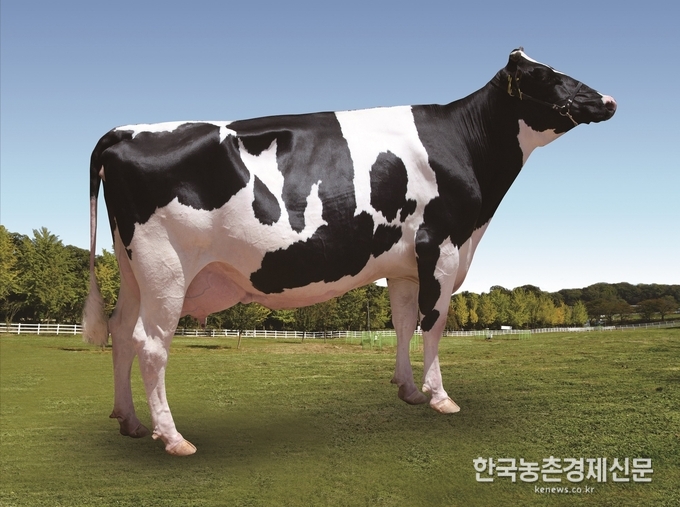 김태환 축산경제대표이사는 “국내 여건에 적응한 한국형 젖소씨수소를 지속적으로 생산·선발하고 개량을 가속화하는 것은 낙농산업 발전과 종축 산업 선도에 매우 중요한 의미를 가진다.”라며, “한국형 젖소 정액의 우수성을 검증한 이번 분석 결과를 토대로 한국형 정액 공급이 확대 되고 낙농농가 소득 향상에도 도움이 되기를 기대한다.”고 밝혔다. 나남길 kenews.co.kr