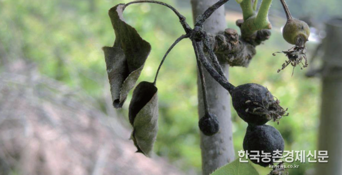 과수화상병 피해 증상. kenews.co.kr