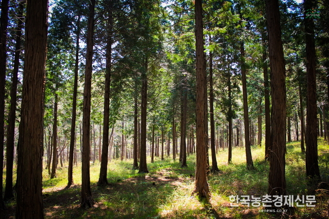 산림청 김용관 산림복지국장은 “자연휴양림 입장료 면제 대상자 확대로 이용자의 편의성이 개선되고 산림휴양 서비스 수혜자가 증가할 것”이라며 “앞으로도 자연휴양림 이용에 있어 불편한 사항을 지속해서 개선해나가겠다.”라고 말했다. 박시경 kenews.co.kr