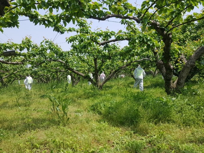 사진은 과수화상병 발생현황을 조사관들이 과수원을 점검하고있는 모습. kenews.co.kr