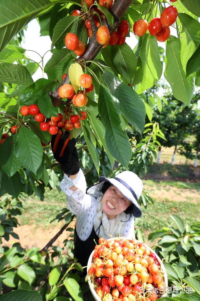 10일 전북 완주군 농촌진흥청 국립원예특작과학원에서 연구원들이 국산 품종 개발을 목적으로 재배 중인 체리나무에서 열매를 수확하고 있다.<사진=농촌진흥청> kenews.co.kr