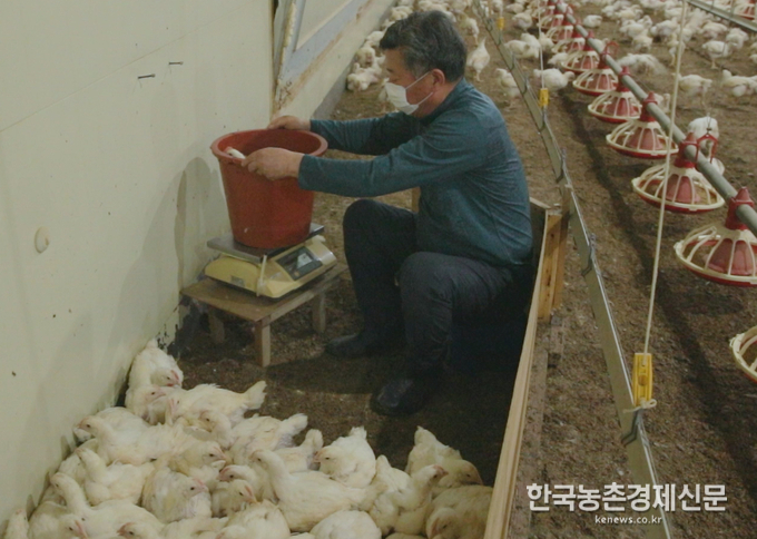 농촌진흥청 양창범 국립축산과학원장은 “육계 스마트팜 기술 개발 및 산업화를 위해 기술의 정확도를 제고하고 현장 적용성 등 면밀한 평가를 지속적으로 추진할 것이다.”라며, “‘ICT를 접목한 육계 체중 예측 시스템’ 실용화 기술 확보로 국내 육계 산업의 경쟁력을 높일 수 있을 것으로 기대된다.”라고 밝혔다. 나아름 kenews.co.kr