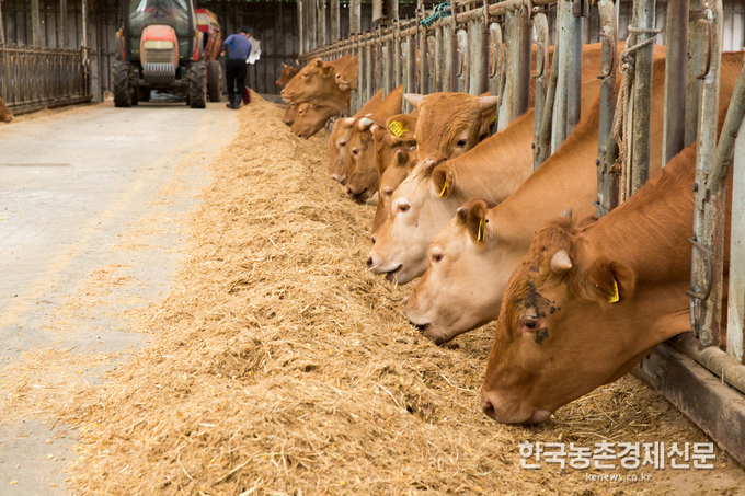 농촌진흥청 양창범 국립축산과학원장은 “우리나라 축산업은 사료비를 포함한 생산비 절감과 청년 농업인의 육성이 절실한 상황이다.”라며, “한우 자가 TMR 제조 기술이 청년 농업인의 성장과 자립에 도움이 되고 나아가 한우산업의 발전에도 기여할 수 있기를 기대한다.”라고 밝혔다. 나남길 kenews.co.kr