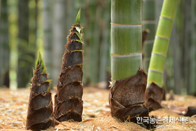 농식품부 농촌정책국 김인중 국장은 “대나무 품목으로는 ‘담양 대나무밭 농업’이 세계 최초로 세계중요농업유산에 등재된 것으로, 이는 대나무의 농업적 가치를 더욱 높이고 담양 대나무를 브랜드화하여 지역활성화에 기여하게 될 것이다.”라면서, “세계중요농업유산으로 등재된 지역은 보전․활용 계획 수립과 모니터링 등 지속적이고 체계적인 관리로 농업유산의 가치를 후대에 계승할 수 있도록 노력해야 한다.”라고 덧붙였다. 나아름 kenews.co.kr