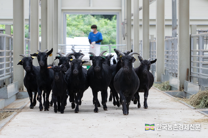 재래 흑염소 30마리를 지방자치단체 축산연구기관에 무상으로 분양해 산업적 활용도를 높일 계획이다. 농촌진흥청 국립축산과학원 문홍길 축산생명환경부장은 “흑염소 개량지원 사업’은 농림축산식품부 정책 사업의 하나로 추진되고 있다.”라며, “재래 흑염소 분양으로 흑염소 생산 기반을 조성하고, 농가 소득을 높이는데 보탬이 되도록 하겠다.”라고 말했다. 나남길 kenews.co.kr