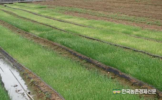 양파육묘지, 잎끝마름병 증상이 나타났다. <kenews.co.kr>