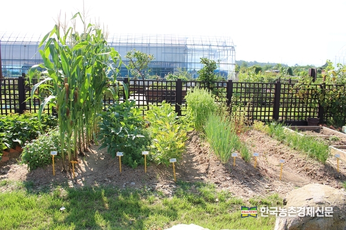 견종법을 활용한 도시텃밭 모델 형태 <kenews.co.kr>