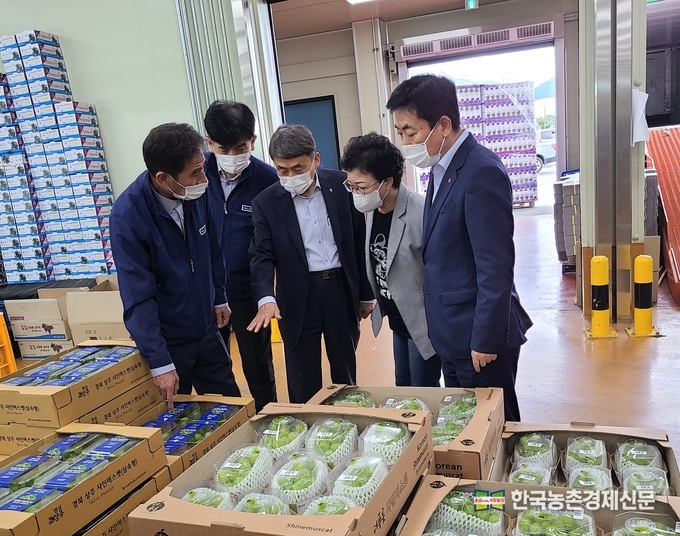 9월 16일 경북 서상주농협유통센터에서 김재기 NH농협무역 대표이사가 캠밸포도 수출 상품을 점검하고 있다. kenews.co.kr