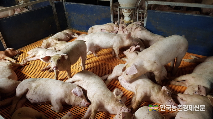 돼지는 호흡기 질환에 약한 돼지는 배게 기르기(밀사) 하지 않도록 하고 내부 가스 발생량과 바깥 공기 온도를 고려한 환기로 질병을 예방해야 한다. kenews.co.kr