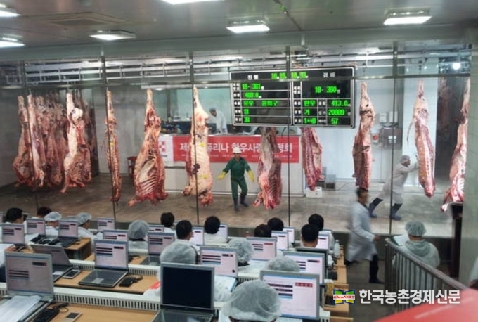 도촉장에서 도축된 쇠고기는 이곳 중도매인들에 의해 낙찰돼 시중에 유통된다. 사진은 본 기사와 관련없음. kenews.co.kr