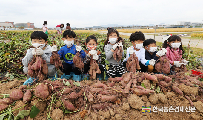 고구마 수확이 한창이다.사진은 21일 전북 완주군 농촌진흥청 국립식량과학원 밭작물 전시포에서 고구마ㆍ 땅콩 수확체험에서 어린이들이 고구마를 들고 환한 웃음을 지으며 수확의 기쁨을 만끽하고 있다. <사진=농촌진흥청 kenews.co.kr>