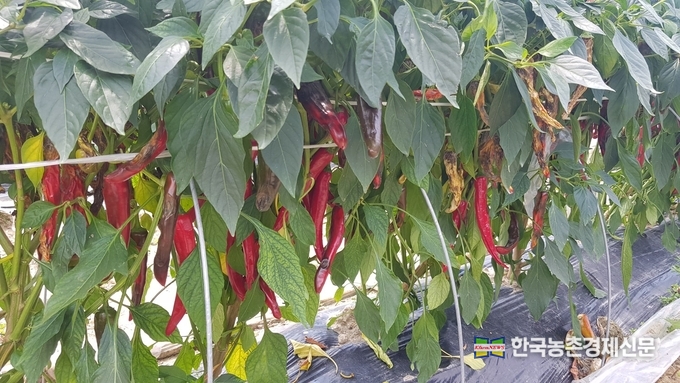 농촌진흥청에서는 이상기후에 적응성이 높은 계통과 탄저병을 포함한 바이러스, 풋마름병 등 다양한 병 저항성 계통을 지속적으로 육성하고 있다. kenews.co.kr