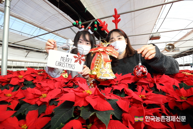 포인센티아 화훼류 연구동 온실.<사진제공= 농촌진흥청 kenews.co.kr>