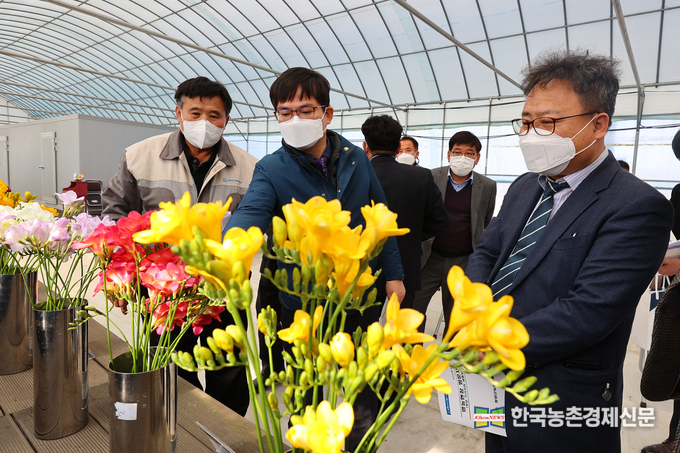 충남 청양 화훼농장 방문! 허태웅 농촌진흥청장이 18일 충남 청양군의 화훼농가를 방문해 국산 프리지어에 대해 농민들과 이야기를 나누고 있다. 사진제공 = 농촌진흥청 kenews.co.kr