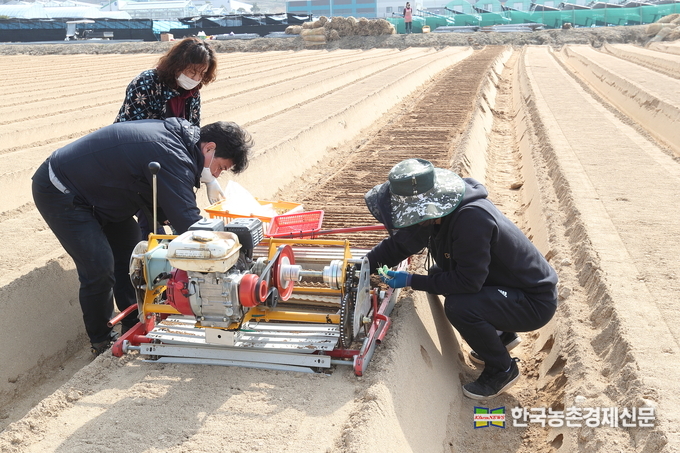 23일 충북 음성군 농촌진흥청 국립원예특작과학원 인삼특작부 시험 재배지에서 직원들이 인삼 묘삼(모종)을 본 밭에 옮겨 심고 있다.<br>
홍삼용 인삼은 품질 향상을 위해 묘삼을 미리 길러 이식해야 하고, 이식한 묘삼은 4월 늦서리 피해를 보지 않도록 해가림 시설을 설치하고 부직포 등으로 덮어줘야 한다. <사진=농촌진흥청 kenews.co.kr>