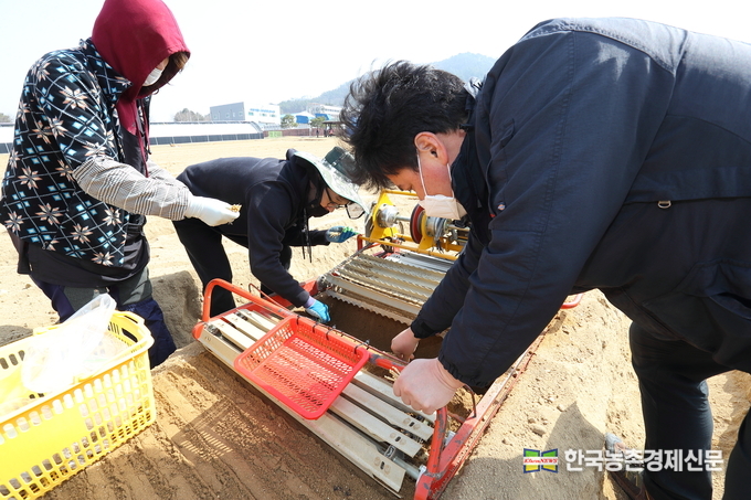 23일 충북 음성군 농촌진흥청 국립원예특작과학원 인삼특작부 시험 재배지에서 직원들이 인삼 묘삼(모종)을 본 밭에 옮겨 심고 있다.<br>
홍삼용 인삼은 품질 향상을 위해 묘삼을 미리 길러 이식해야 하고, 이식한 묘삼은 4월 늦서리 피해를 보지 않도록 해가림 시설을 설치하고 부직포 등으로 덮어줘야 한다. <사진=농촌진흥청 kenews.co.kr>
