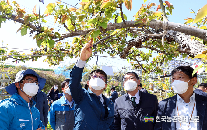 전남 나주 배 재배농가허태웅 농촌진흥청장이 14일 전남 나주군 배 재배농가를 방문해 한파주의보 발표에 따른 농가의 상황과 작물의 생육 상태를 살펴보고 있다. <사진제공 = 농촌진흥청 kenews.co.kr>