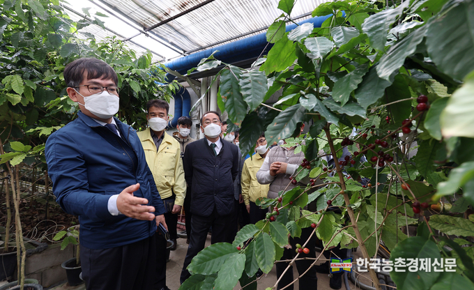 전남 화순 커피재배농가허태웅 농촌진흥청장이 14일 전남 화순군 안개분무 시스템 활용한 커피 재배농가를 방문해 시설과 재배환경을 살펴보고 있다. <사진제공 = 농촌진흥청 kenews.co.kr>