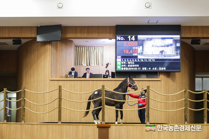 코로나19로 인한 사회적 거리두기에 따라 5월 경매 역시 온·오프라인 동시 경매로 전환 시행돼 모든 경매과정이 한국마사회 KRBC 유튜브를 통해 생중계됐으며 경매장 현장 또는 카카오톡을 통해 온라인 입찰에 참여하는 방식으로 진행됐다. <자료사진 출처= 스마트경매. kr>